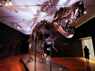 Hóa thạch T-rex dự kiến phá kỷ lục đấu giá